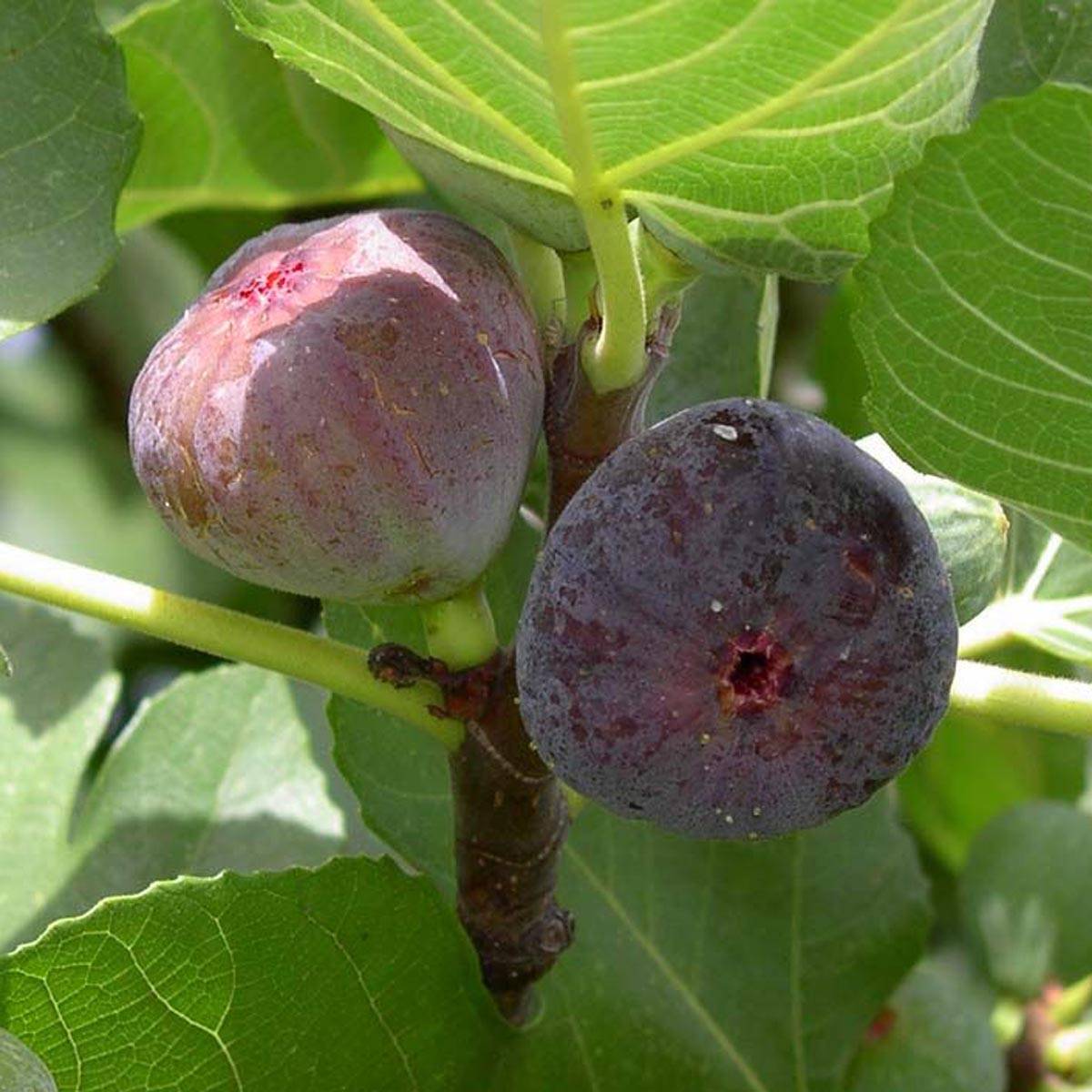 Promesse de Fleurs - Figuier Madeleine des 2 saisons Pot de 4L/5L, Buisson
