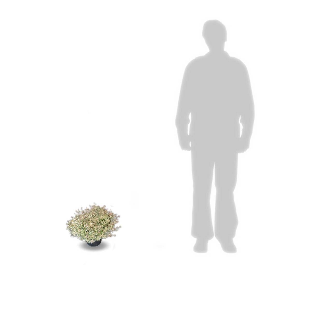 Abelia Confetti® 'Conti', Abélia à grandes fleurs à fleurs Blanche - feuillage Persistant - Pot de 7,5L - 40/60 cm-  hauteur à maturité De 0,50 m à 1, - Imagen 6