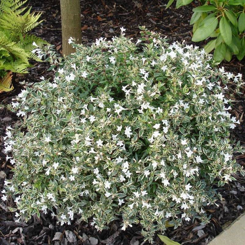 Abelia Confetti® 'Conti', Abélia à grandes fleurs à fleurs Blanche - feuillage Persistant - Pot de 7,5L - 40/60 cm-  hauteur à maturité De 0,50 m à 1, - Imagen 1