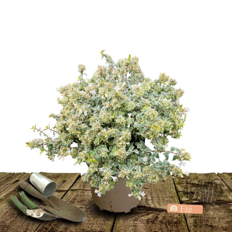 Abelia Confetti® 'Conti', Abélia à grandes fleurs à fleurs Blanche - feuillage Persistant - Pot de 7,5L - 40/60 cm-  hauteur à maturité De 0,50 m à 1, - Imagen 3