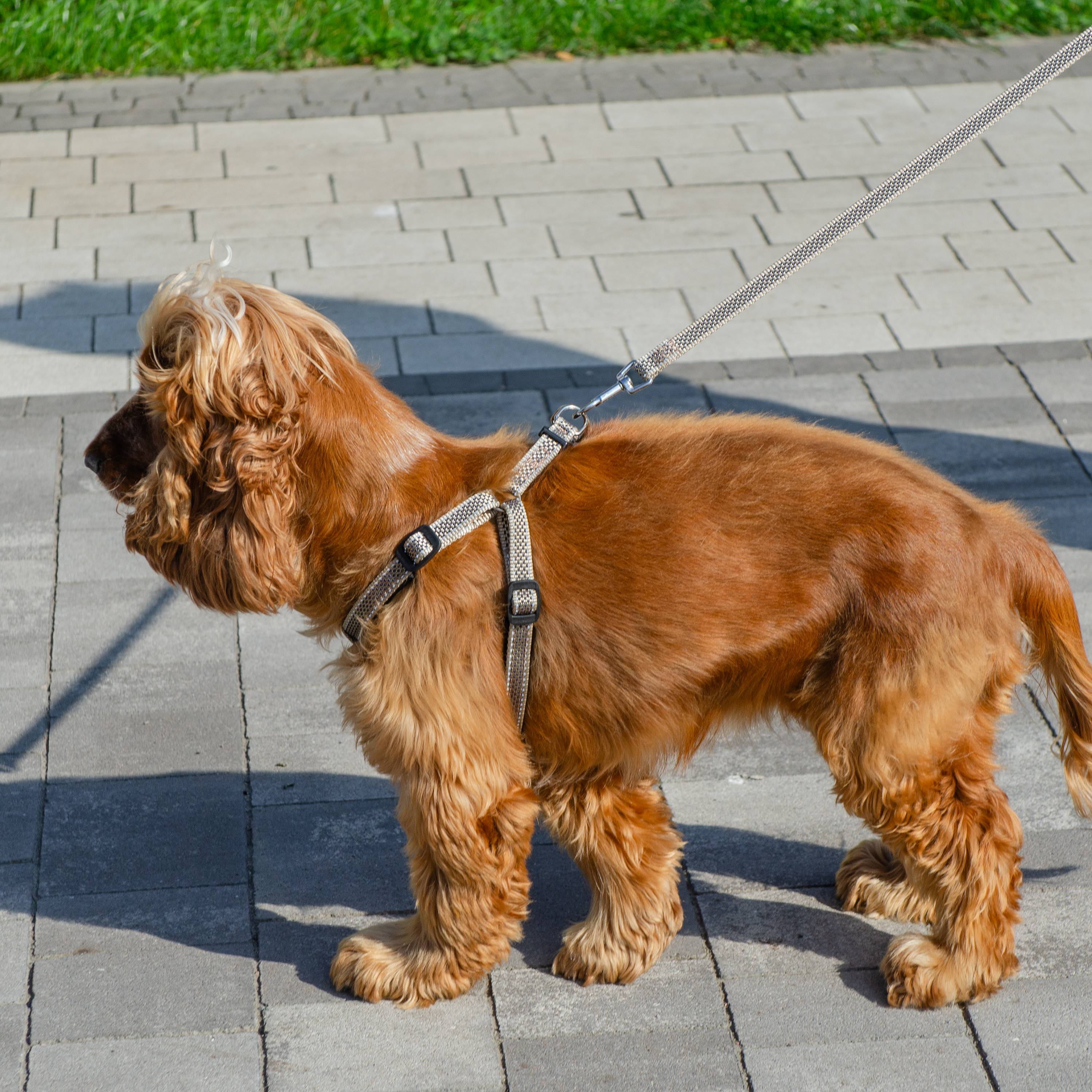 Ferplast - Harnais pour Petits Chiens Réfléchissant DAYTONA DELUXE SMALL, Rembourré, Marron-Noir - Imagen 3