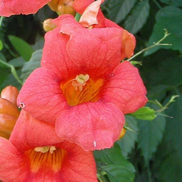 Promesse de Fleurs - Campsis radicans - Bignone de Virginie Pot de 2L/3L