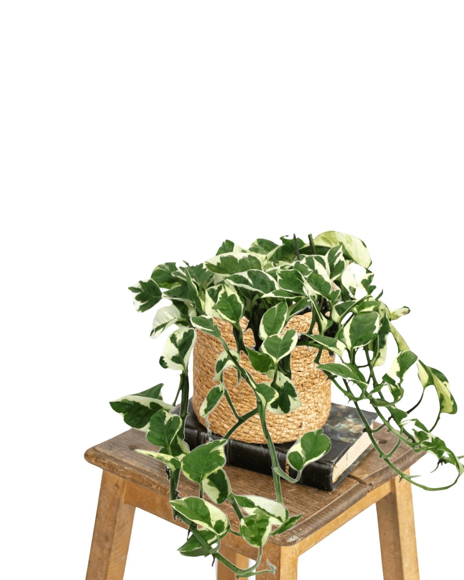 Scindapsus N'Joy 35cm - Plante d'intérieur- La Green Touch - Image 1
