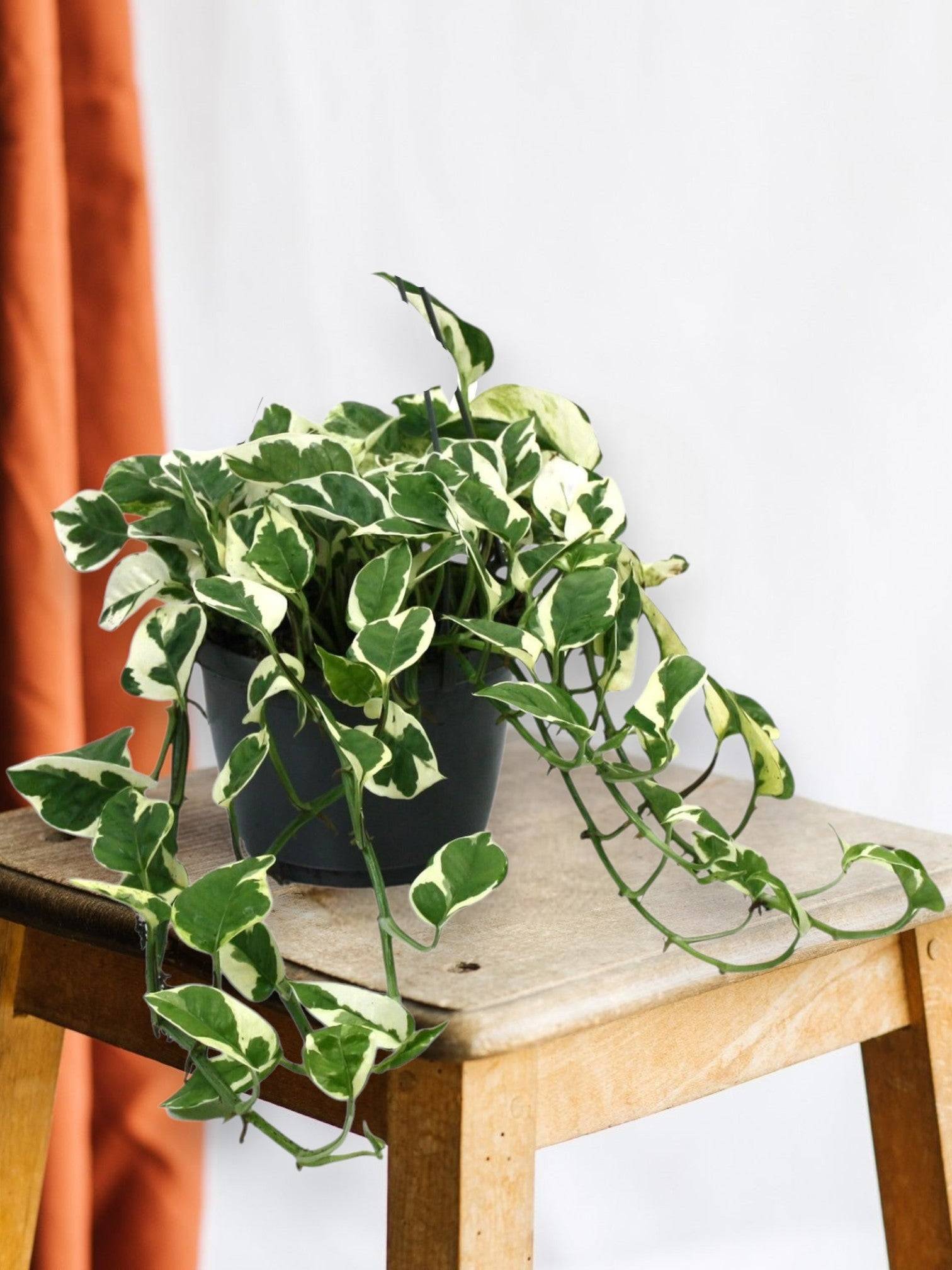 Scindapsus N'Joy 35cm - Plante d'intérieur- La Green Touch - Image 2