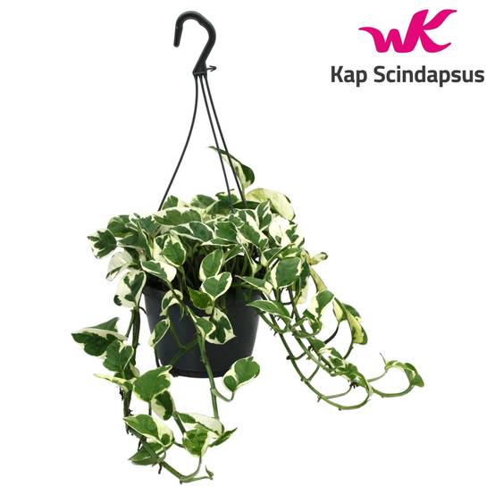 Scindapsus N'Joy 35cm - Plante d'intérieur- La Green Touch - Image 3