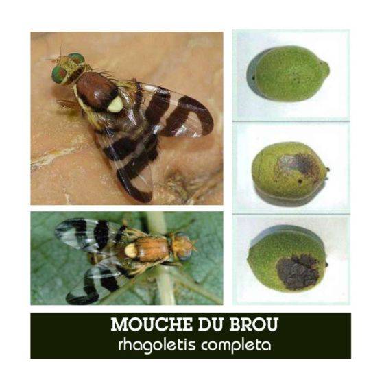 M2I - Phéromone - Mouche du Brou - Imagen 2