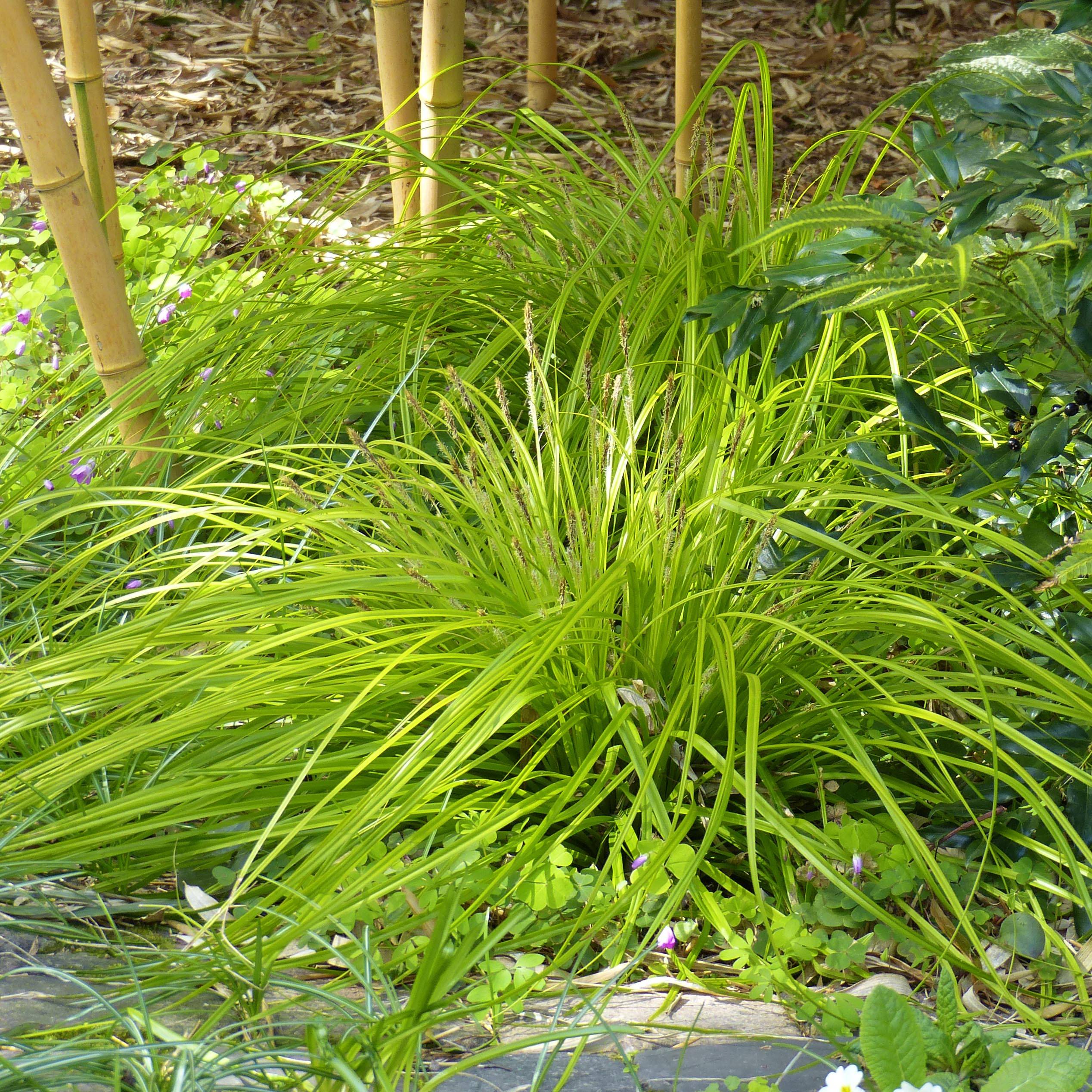 Carex oshimensis Everillo - Laîche d'Oshima Godet de 8/9 cm