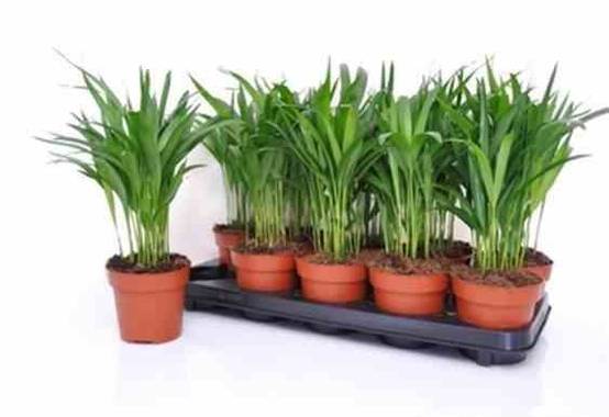 Sans Marque - Chrysalidocarpus lutescens (Aréca, Palmier d'arec, Palmier doré) Taille:Pot de 7 litres ? 80/100 cm - Image 2