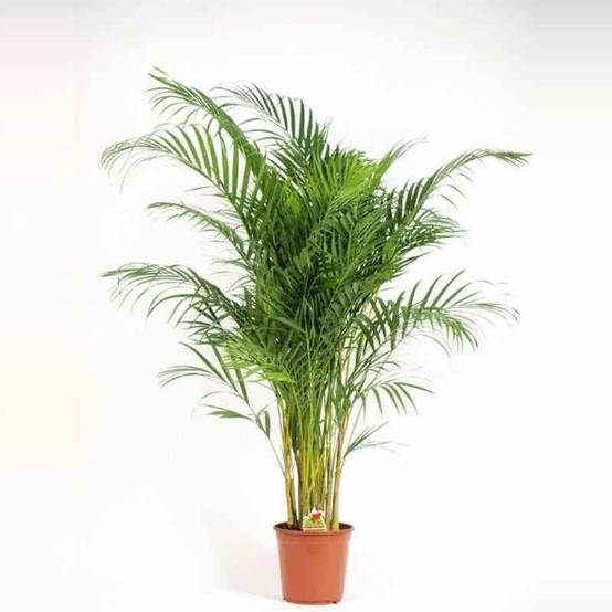 Sans Marque - Chrysalidocarpus lutescens (Aréca, Palmier d'arec, Palmier doré) Taille:Pot de 7 litres ? 80/100 cm - Image 3