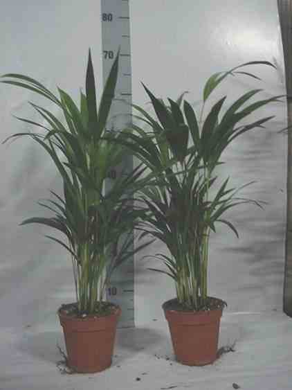 Sans Marque - Chrysalidocarpus lutescens (Aréca, Palmier d'arec, Palmier doré) Taille:Pot de 7 litres ? 80/100 cm - Image 1