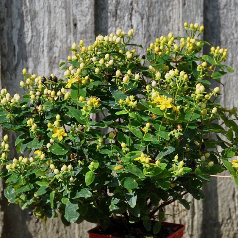Millepertuis Magical® Sunshine 'Kolmasun', Hypericum à fleurs Jaune - feuillage Persistant - Pot de 3L - 40/60 cm- hauteur à maturité De 1,00 m à 1,5 - Image 7