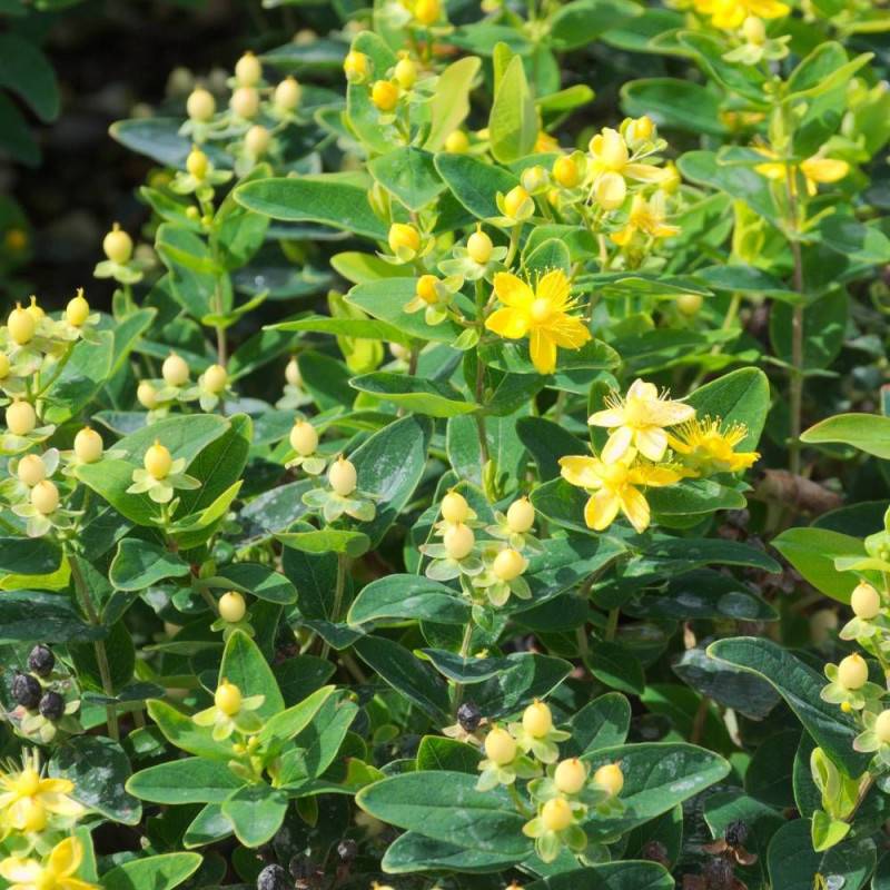 Millepertuis Magical® Sunshine 'Kolmasun', Hypericum à fleurs Jaune - feuillage Persistant - Pot de 3L - 40/60 cm-  hauteur à maturité De 1,00 m à 1,5 - Image 8