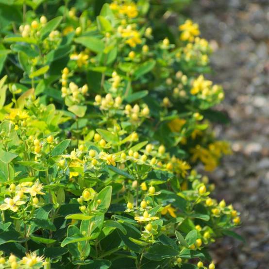 Millepertuis Magical® Sunshine 'Kolmasun', Hypericum à fleurs Jaune - feuillage Persistant - Pot de 3L - 40/60 cm- hauteur à maturité De 1,00 m à 1,5 - Image 6