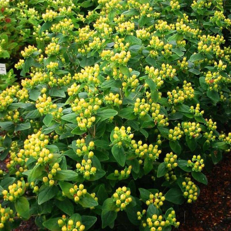 Millepertuis Magical® Sunshine 'Kolmasun', Hypericum à fleurs Jaune - feuillage Persistant - Pot de 3L - 40/60 cm-  hauteur à maturité De 1,00 m à 1,5 - Image 2