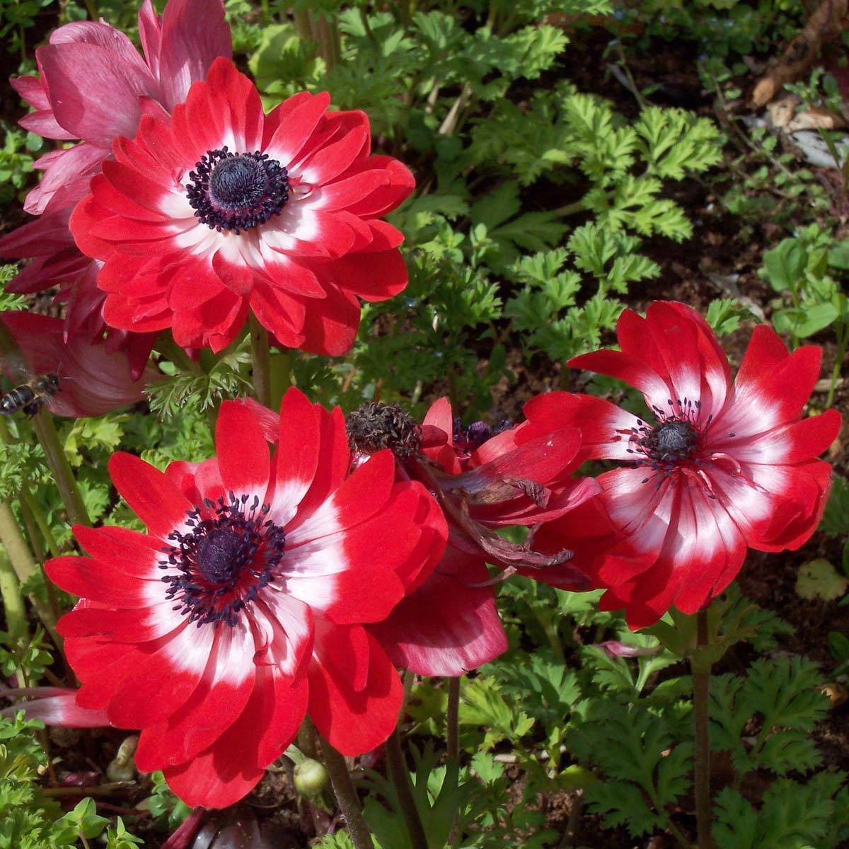 Anemone coronaria The Governor - Anémone de Caen Bulbe calibre 5/6 (par 10)