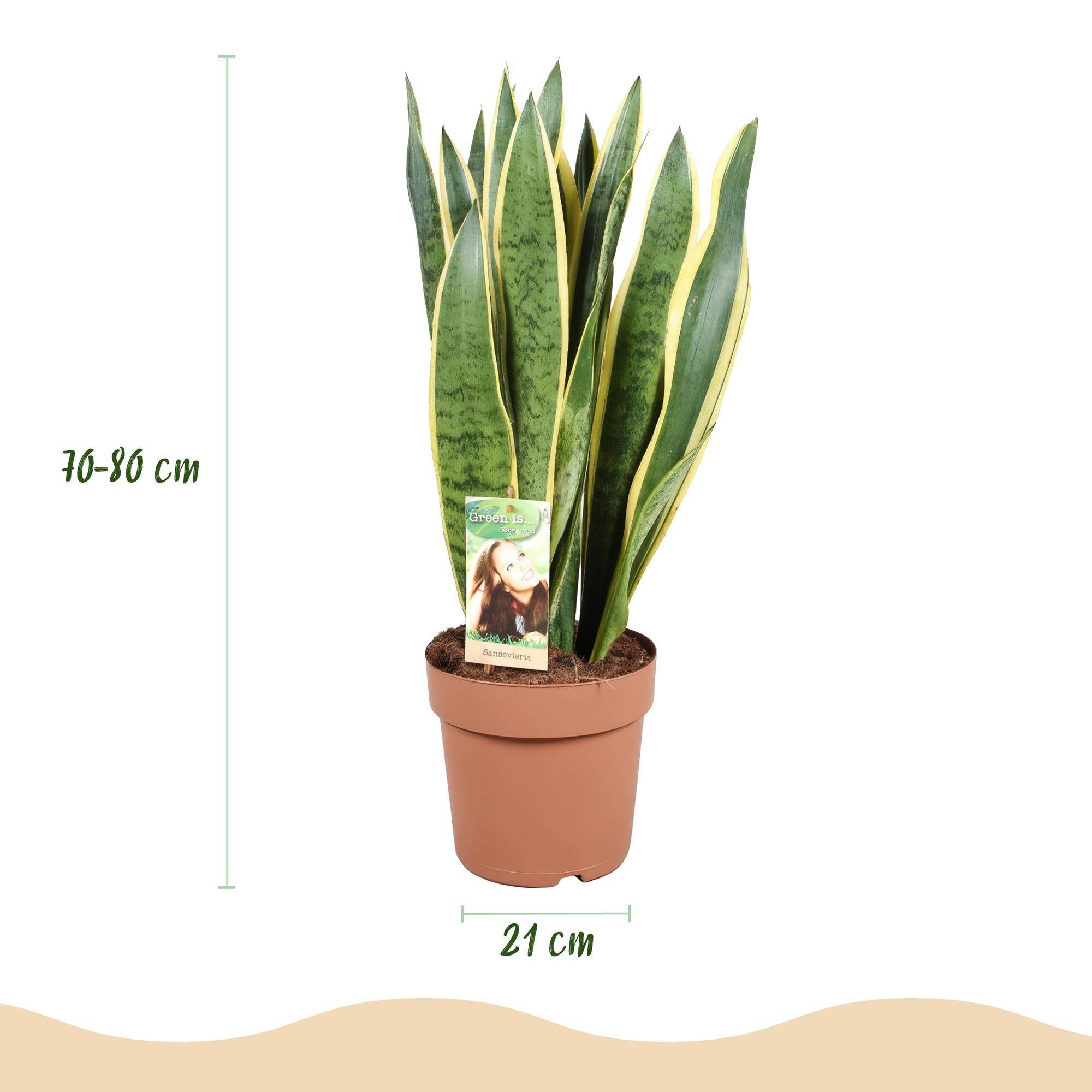 La Green Touch - Sansevieria Laurentii - D21 H80cm - Image 4