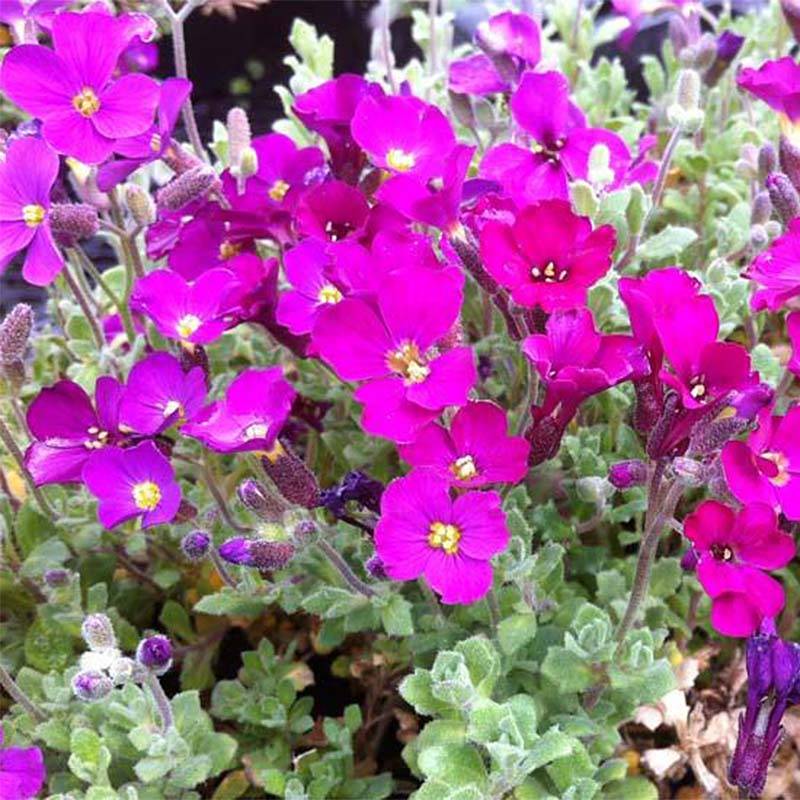 Promesse de Fleurs - Aubriète rouge - Aubrieta Cascade Red Godet de 8/9 cm