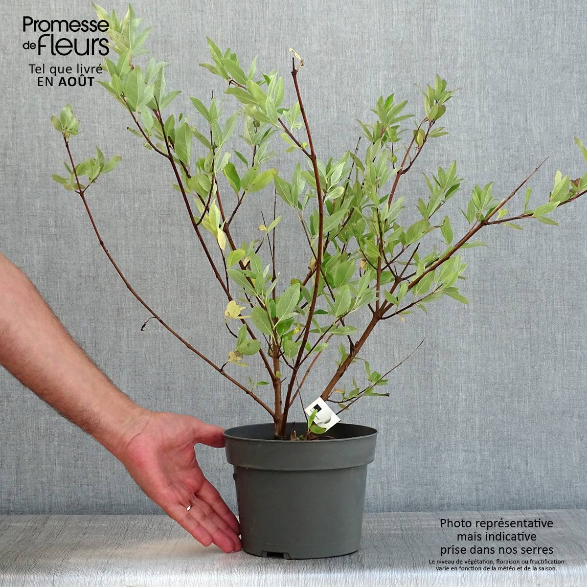 Promesse de Fleurs - Vitex x agnus-castus Chicagoland Blues - Gattilier Pot de 3L/4L - Image 2