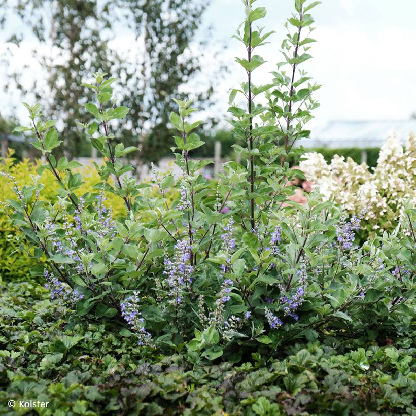 Promesse de Fleurs - Vitex x agnus-castus Chicagoland Blues - Gattilier Pot de 3L/4L