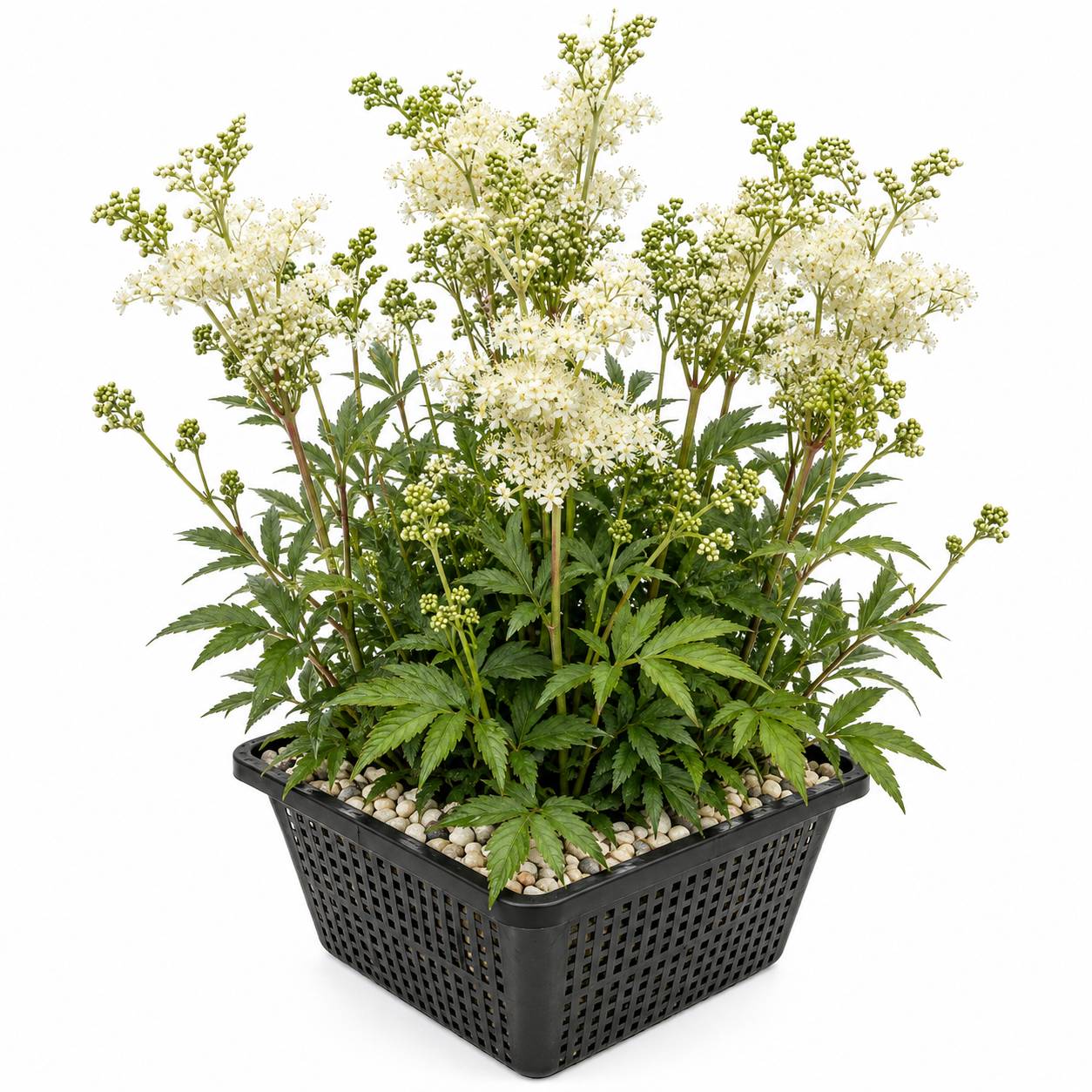 Reine des prés - Filipendula ulmaria - Lot de 4 avec panier - Image 1