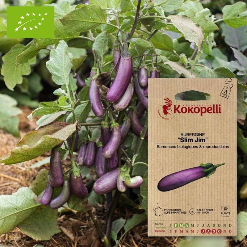 Aubergine Slim Jim- Graines bio à semer