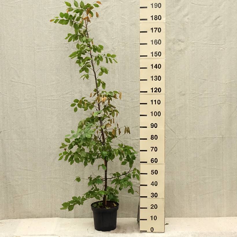 Carpinus betulus - Charme commun, Charmille Pot de 4L/5L - Image 2