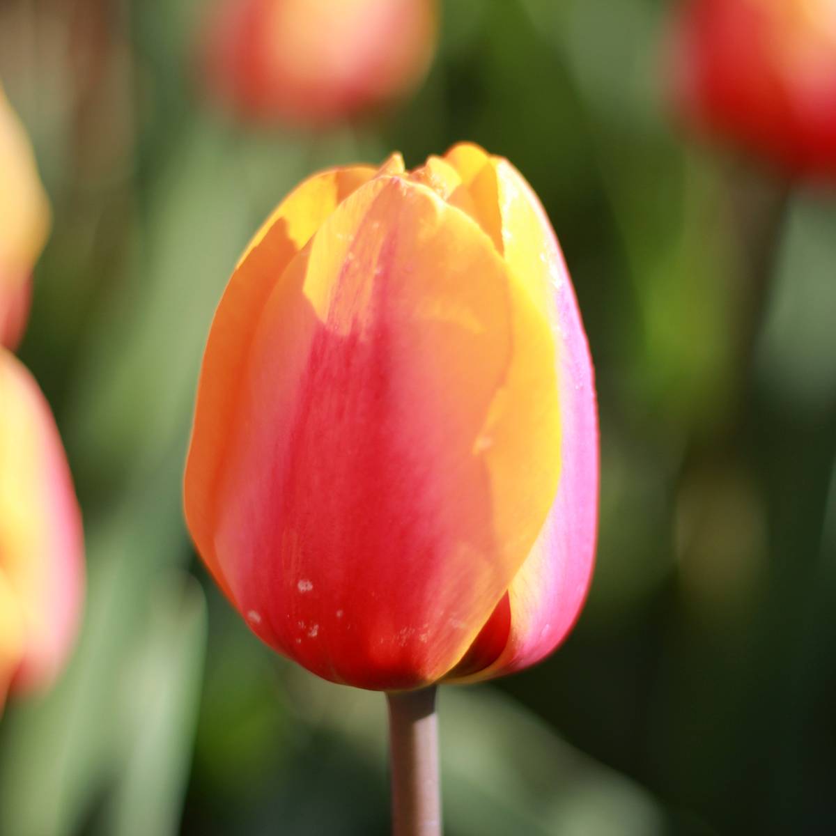 Promesse de Fleurs - Tulipe Triomphe Apricot Favourite Bulbe calibre 11+ (par 10)