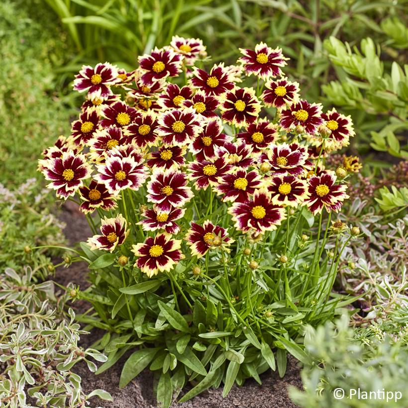 Coreopsis grandiflora Solar Fancy Pot de 3L/4L