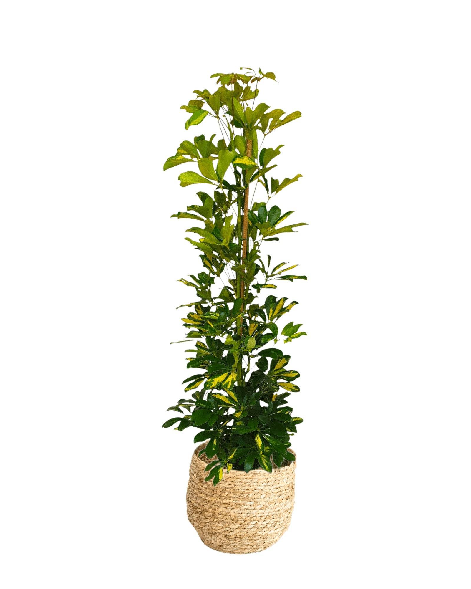 La Green Touch - Schefflera Gold Capella 90cm - Plante d'intérieur- La Green Touch - Imagen 1