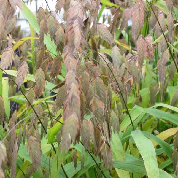 Chasmanthium latifolium - Uniola latifolia Godet de 8/9 cm