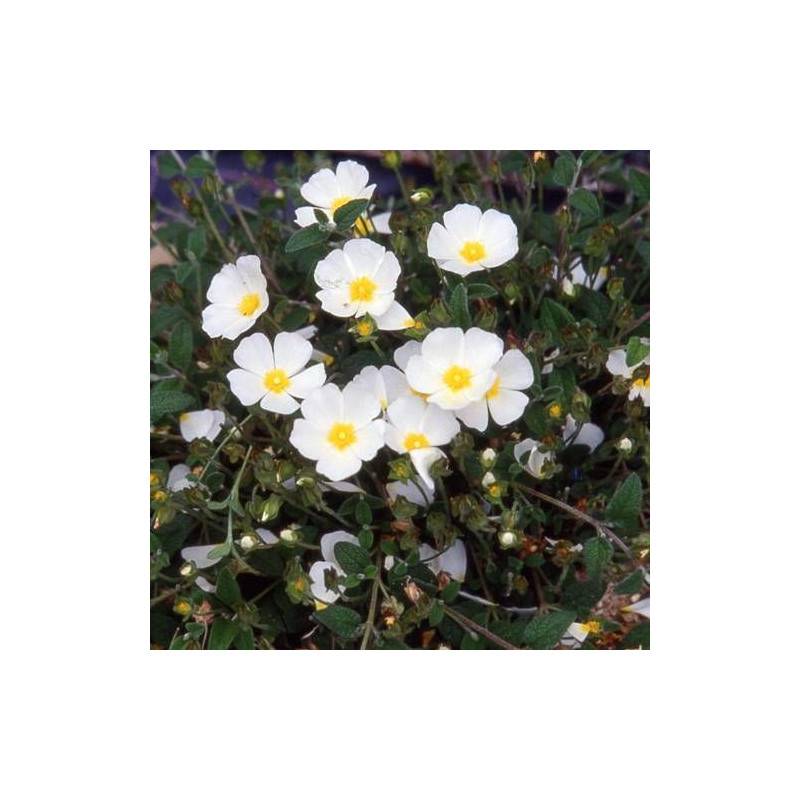 Ciste compact, Cistus à fleurs Blanche - feuillage Persistant - Godet - 5/20 cm-  hauteur à maturité De 0,50 m à 1,00 m - Image 3