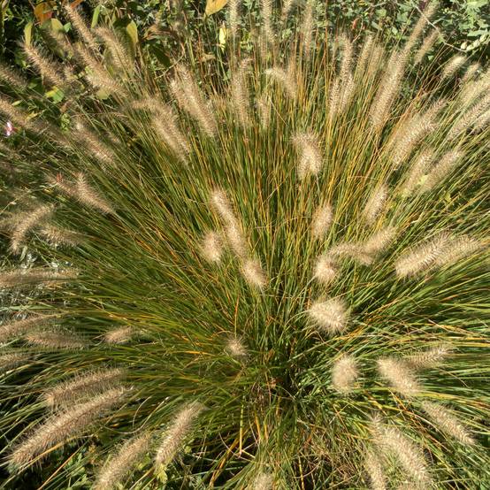 Pennisetum alopecuroides Hameln - Herbe aux écouvillons Pot de 2L/3L