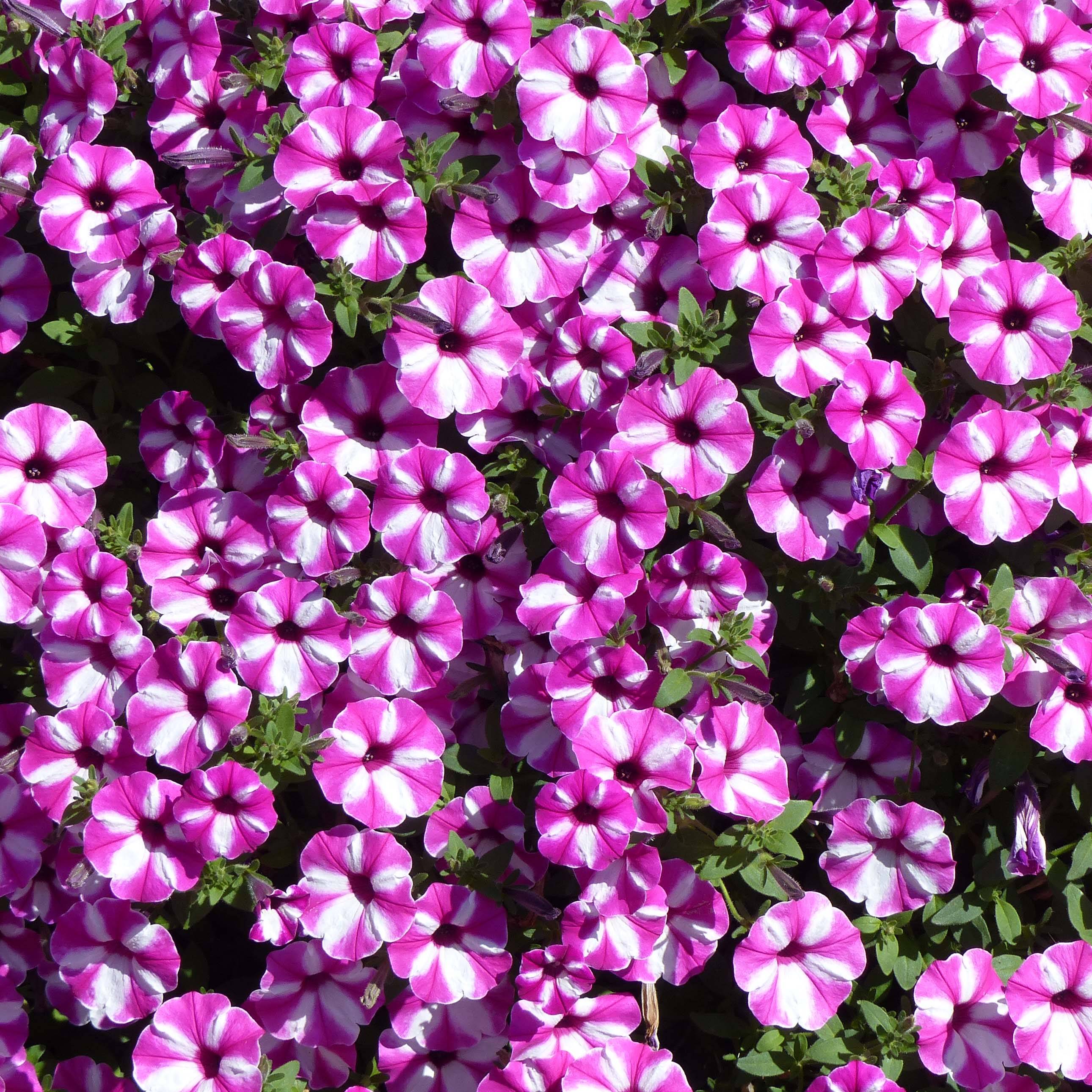Pétunia Supertunia Raspberry Star godet de 8/9cm - Jardiland