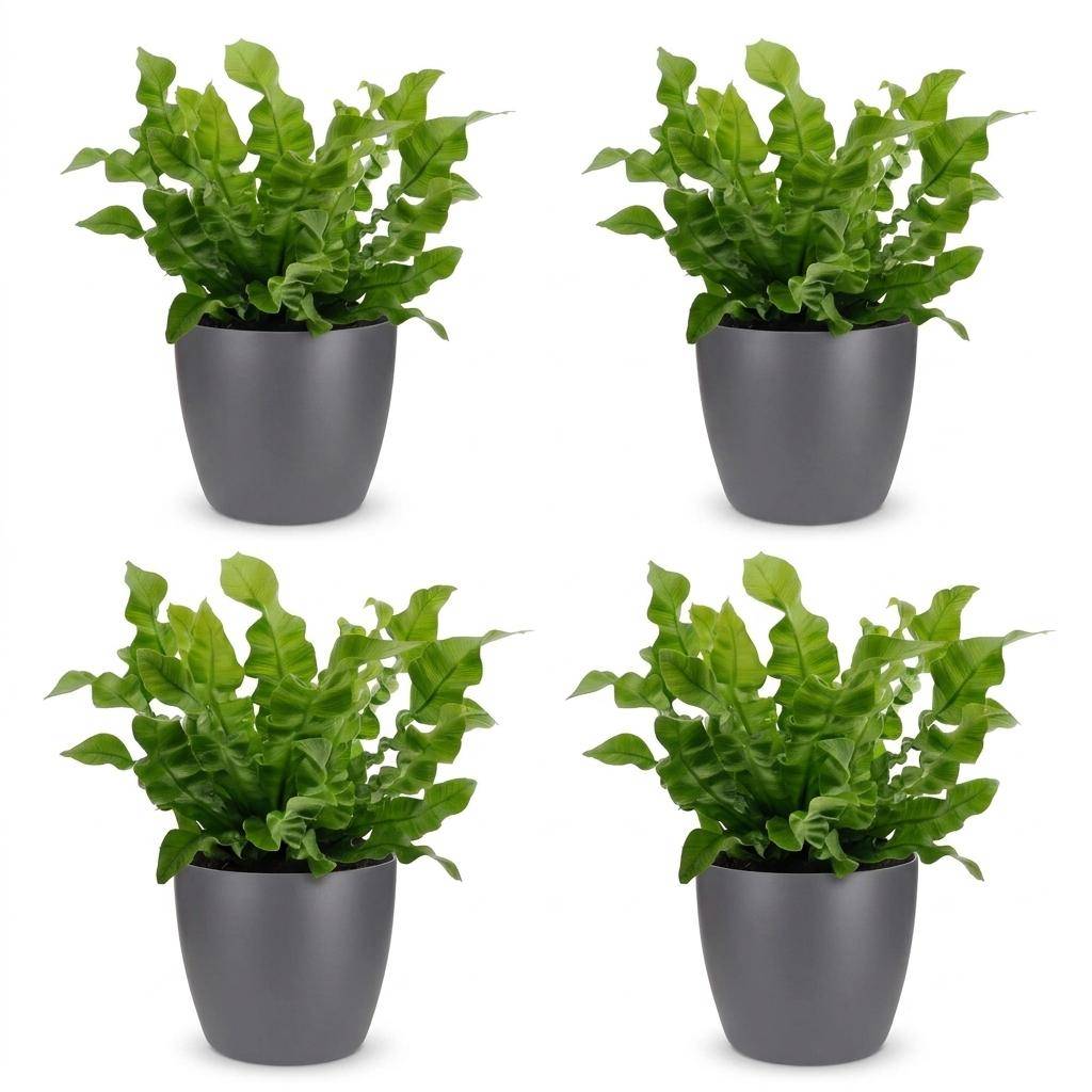 La Green Touch - Asplenium nidus Crispy Wave - Fougère nid d'oiseau - Lot de 4 plantes - Avec cache-pot gris - Pot Ø12 cm, H 30 cm - Image 2