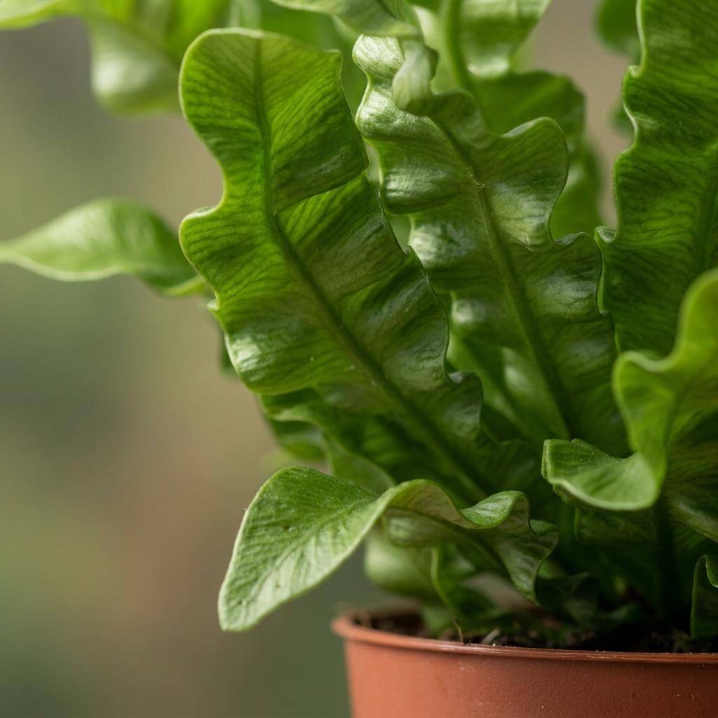 La Green Touch - Asplenium nidus Crispy Wave - Fougère nid d'oiseau - Lot de 4 plantes - Avec cache-pot gris - Pot Ø12 cm, H 30 cm - Image 4
