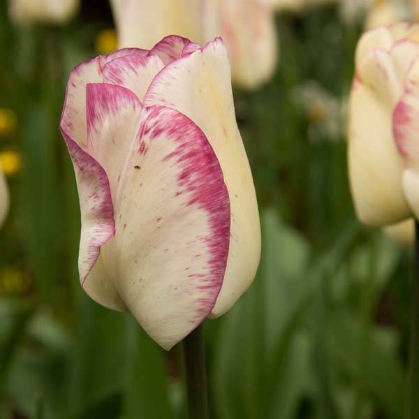Promesse de Fleurs - Tulipe Triomphe Shirley Bulbe calibre 11+ (par 10)
