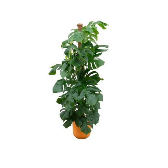 La Green Touch - Monstera Pertusum 150cm et Son Pot Orange - D26 H150cm