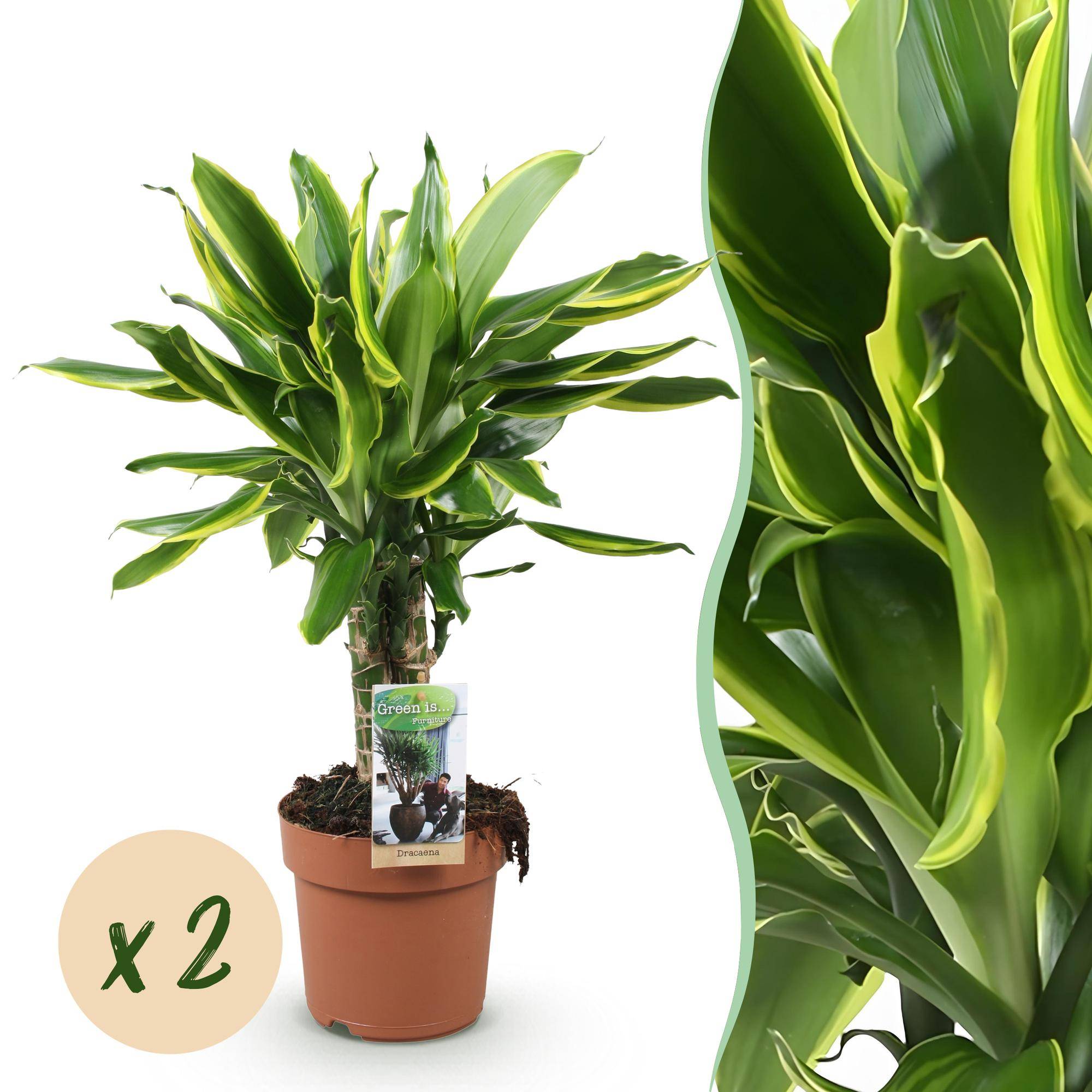Dracaena fragrans Golden Coast - Pot de 17cm - Hauteur 50-55cm - 2 plantes - Sans cache-pot - Plantes d'intérieur