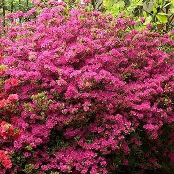 Promesse de Fleurs - Azalée du Japon Amoena - Rhododendron hybride Pot de 12L/15L - Image 1