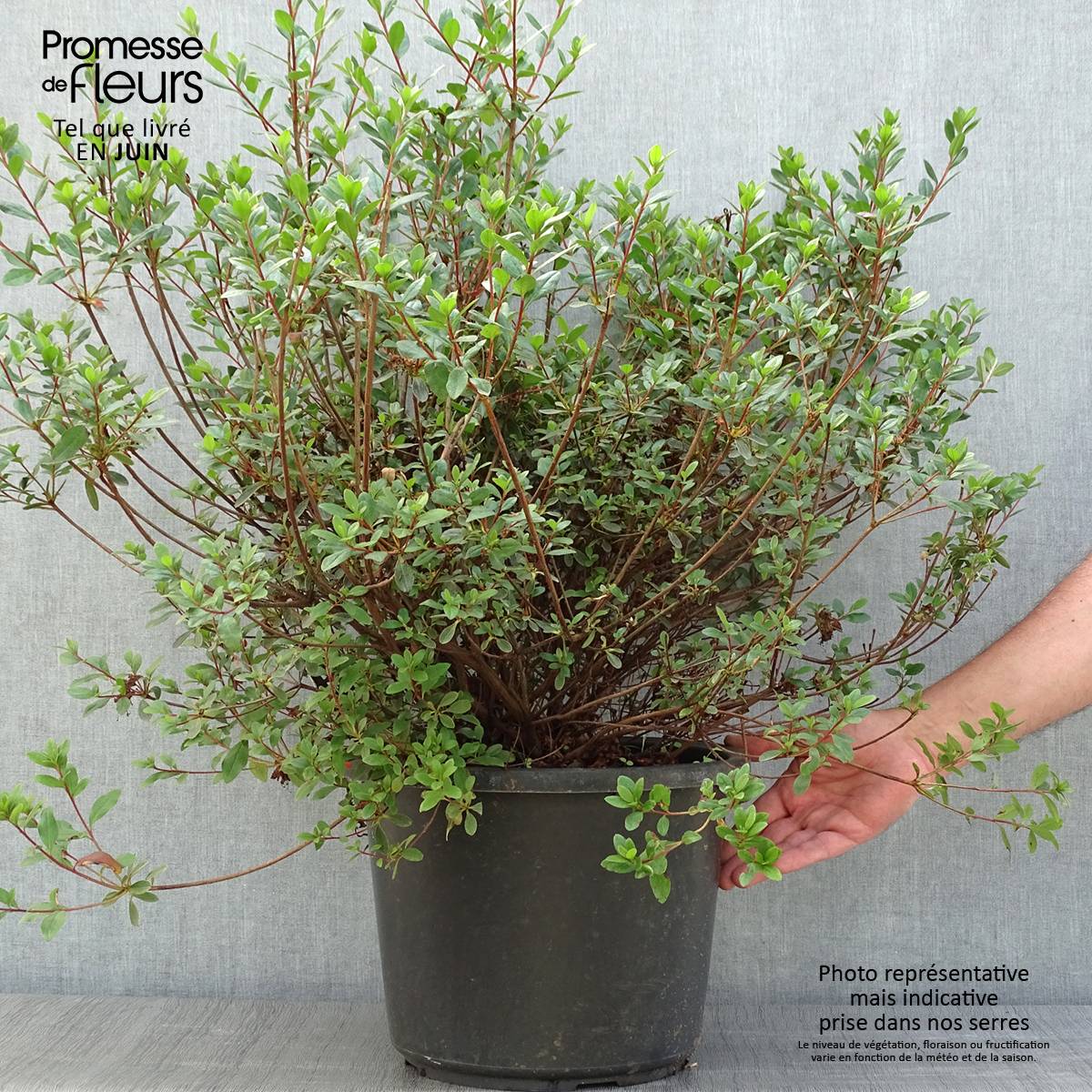 Promesse de Fleurs - Azalée du Japon Amoena - Rhododendron hybride Pot de 12L/15L - Image 2