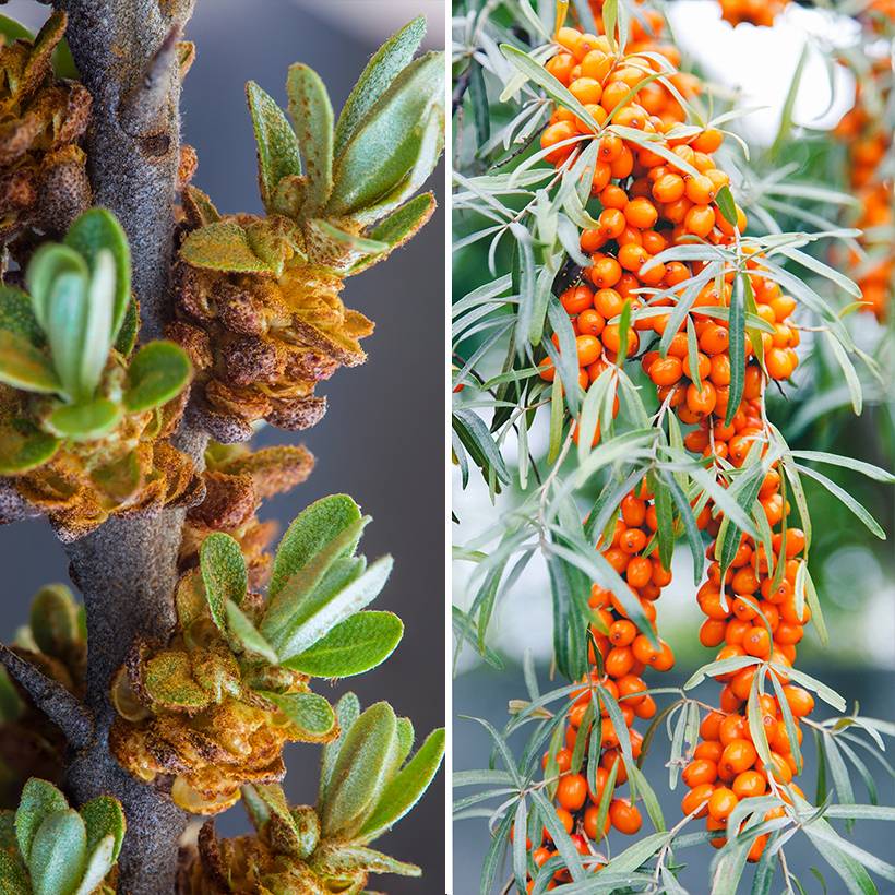 Promesse de Fleurs - Duo d'argousier mâle et femelle - Collection de 2 plantes