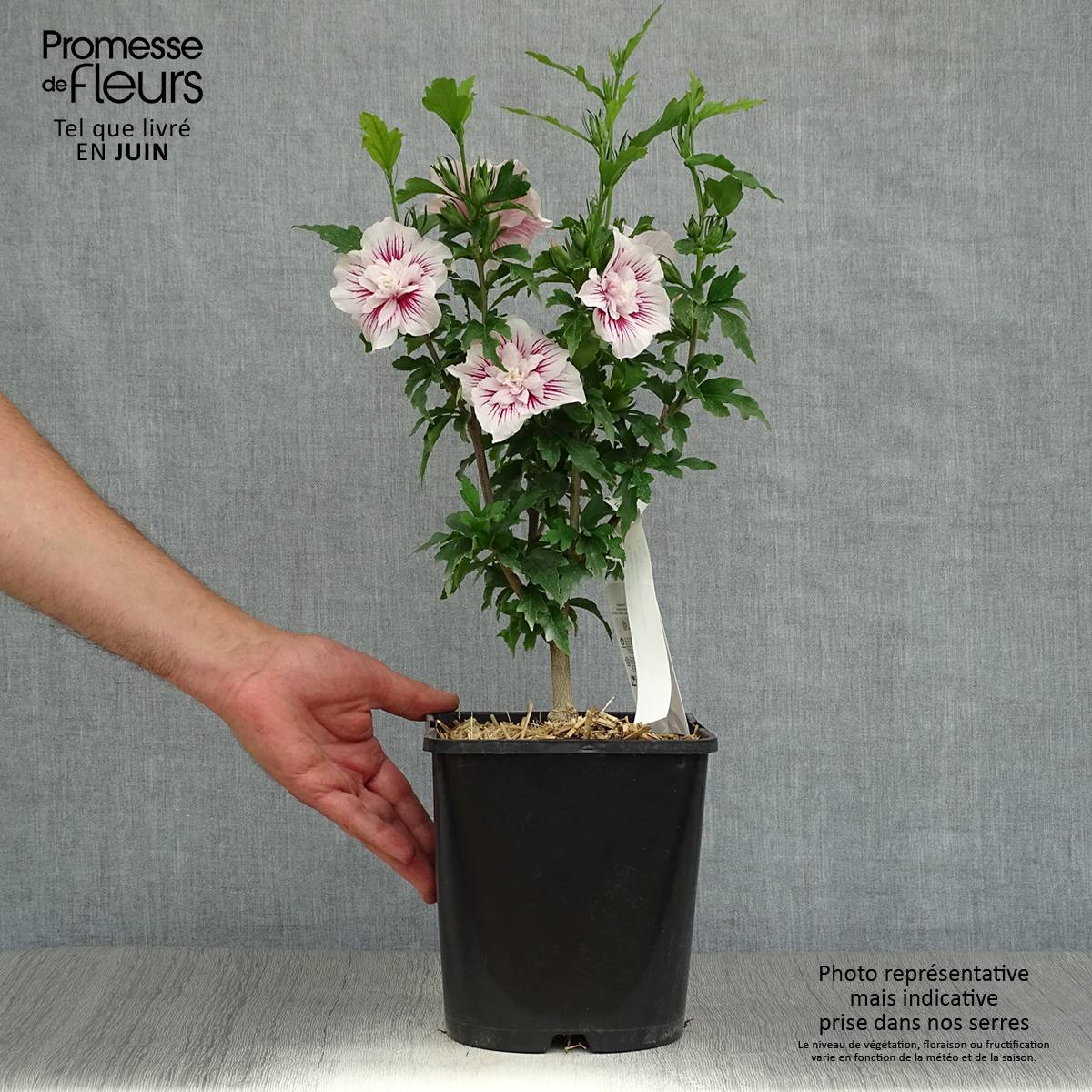 Hibiscus syriacus Starburst Chiffon - Althéa  Pot de 3L/4L - Image 2