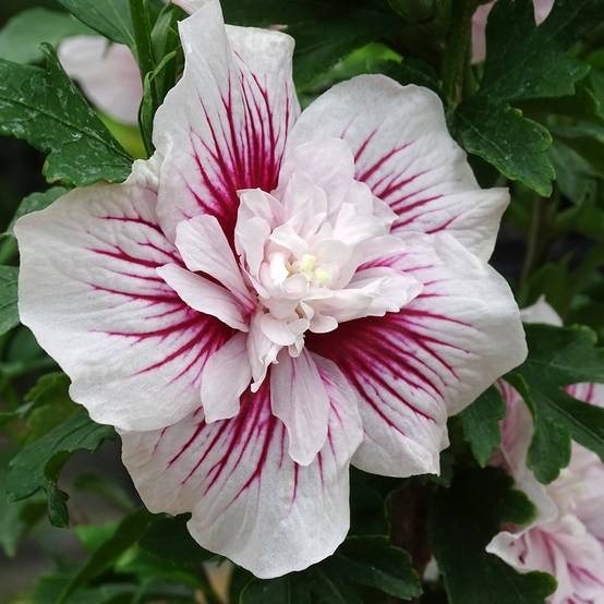 Hibiscus syriacus Starburst Chiffon - Althéa Pot de 3L/4L - Image 1