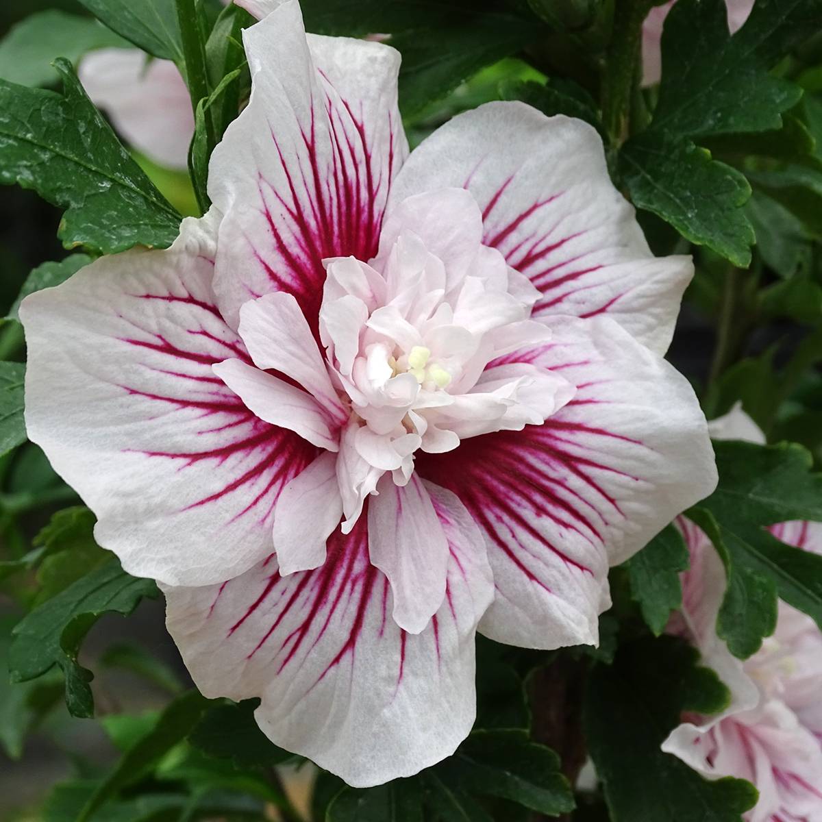 Hibiscus syriacus Starburst Chiffon - Althéa  Pot de 3L/4L - Image 1