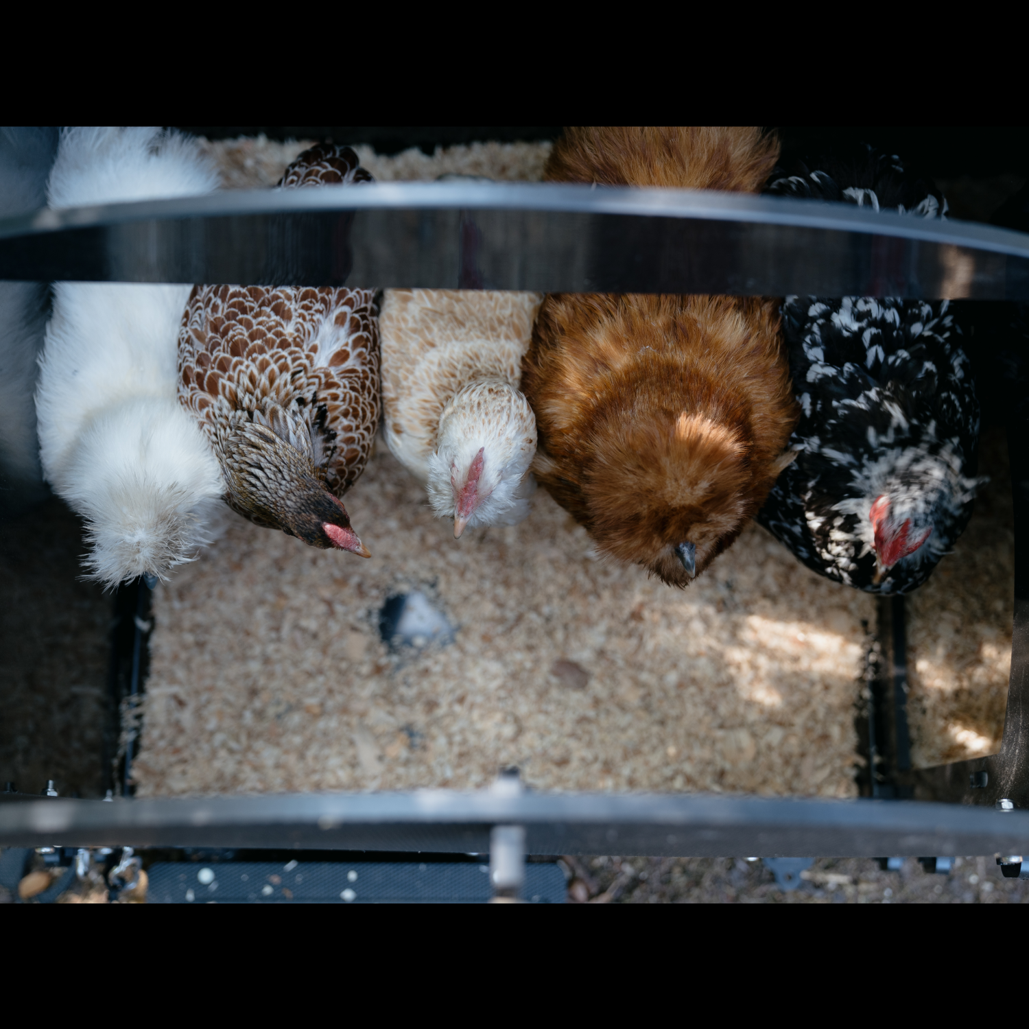 Poulailler sur pieds Nestera The Lodge – 3 poules – plastique recyclé anti poux rouges – garanti 25 ans - Image 7