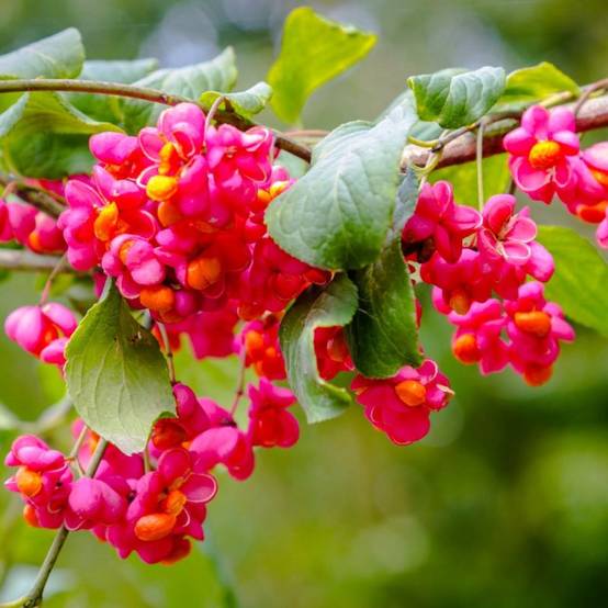Fusain d'Europe (Euonymus europaeus) - Godet - Taille 20/40cm - Pépinières Naudet - Image 1