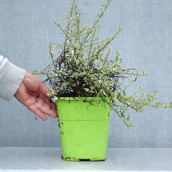 Céanothe impressus Cool Blue - Lilas de Californie Pot de 4L/5L - Image 2