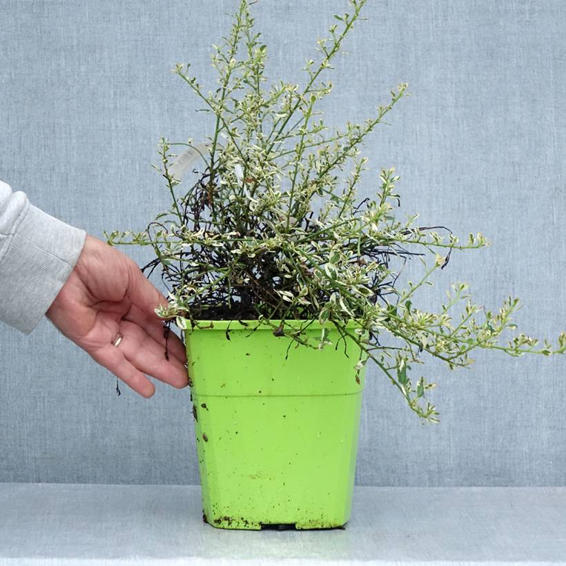 Céanothe impressus Cool Blue - Lilas de Californie Pot de 4L/5L - Image 2