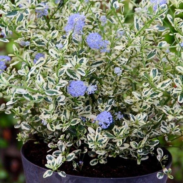 Céanothe impressus Cool Blue - Lilas de Californie Pot de 4L/5L - Image 1