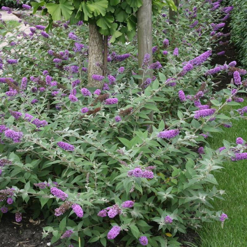 Arbre aux papillons Blue Chip, Buddleia à fleurs Violette - feuillage Caduc - Pot de 4L - 20/40 cm-  hauteur à maturité De 1,00 m à 1,50 m - Imagen 1